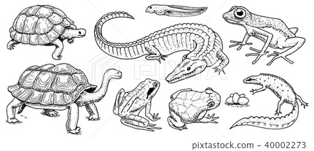 插图素材: crocodile and turtle. reptiles and amphibians set.