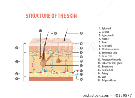 图库插图: structure of the skin info with number vector