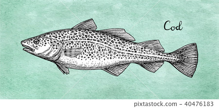 插图素材: ink sketch of cod fish.