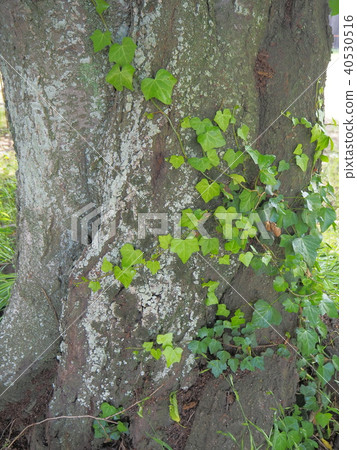 stock photo: old tree see all