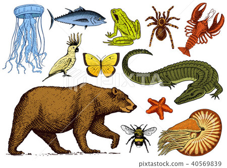 插图素材: set of animals. reptile amphibian mammal insect.