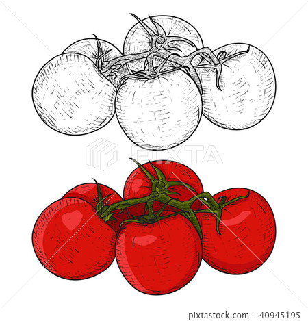 插图素材: tomatoes. hand drawn sketch