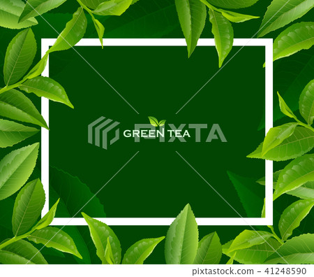 stock illustration: green tea leaves vector nature background.