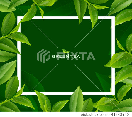 插图素材: green tea leaves vector nature background.