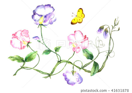 插图素材: 蝴蝶花水彩画春天的花朵 查看全部