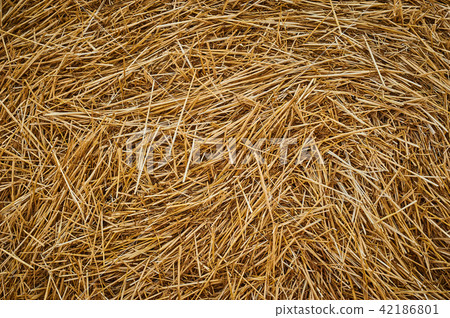 照片素材(图片): dry golden straw grass texture after havesting