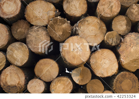 照片素材(图片): wood log pile background for lumber industry