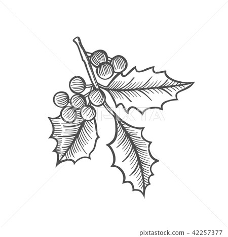 插图素材: sketch of mistletoe branch