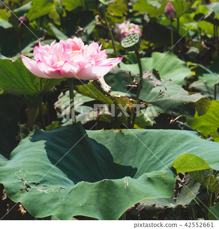 flower lotus photo blooming lotus  home photo plant/flower/flora