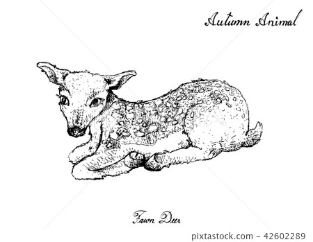 插图素材: hand drawn of autumn fawn deer on white background