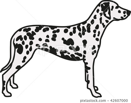 插图素材: dog_dalmatian_real_details_2c.eps