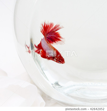 图库照片: siamese fighting fish in glass jar