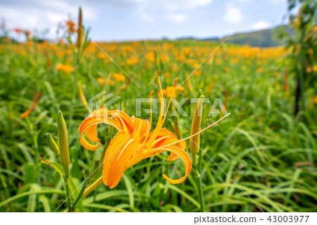 图库照片: 花莲 台东 金针花季 orange daylily 忘れ草 金针花