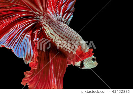 fishblack,fish壁纸 图库照片 siamese fighting fish red fish,black background.