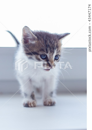 照片素材(图片): cute tabby kitten at the window. adorable kitty