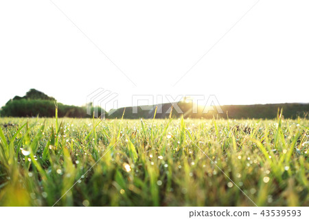 stock photo: natural scenery morning dew see all