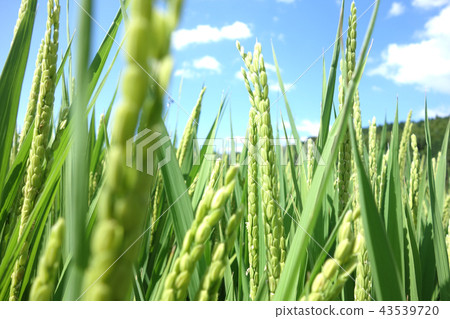 stock photo: rice field see all