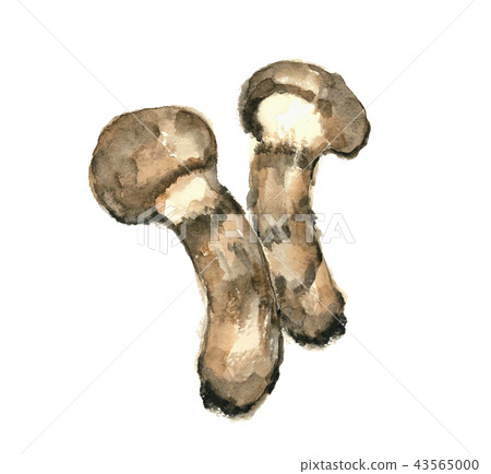 蔬菜_食品 蘑菇 松茸蘑菇 插图 matsutake matsutake 首页 插图 蔬菜