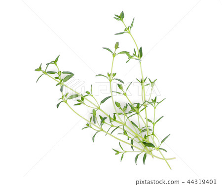 图库照片: fresh green thyme isolated on white background