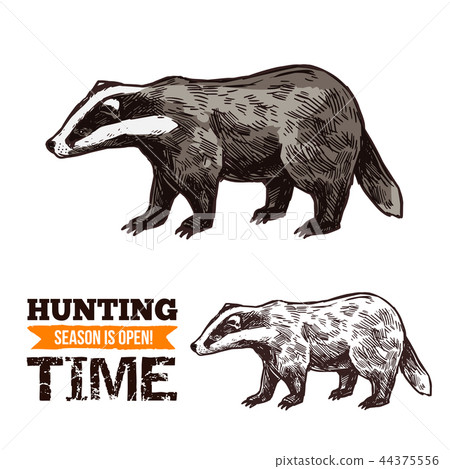 插图素材: vector sketch of badger wild animal