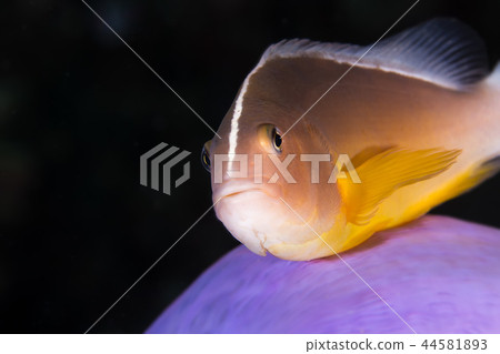 图库照片: the skunk anemonefish, fish
