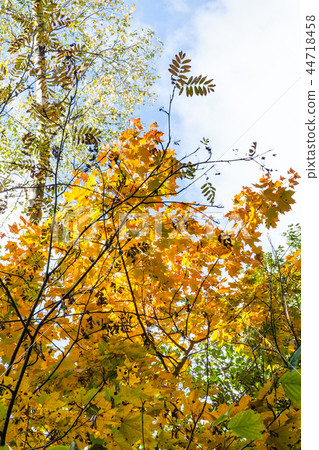 图库照片: view of rowan, birch and maple in autumn forest