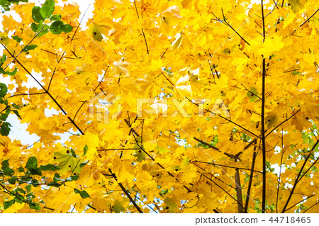 图库照片 lush yellow foliage of maple tree in forest