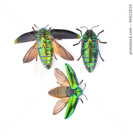 stock photo: jewel beetle, metallic wood-boring beetle on white