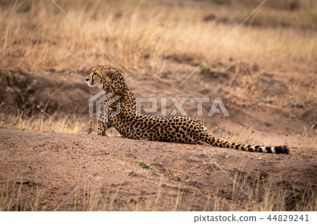 stock photo: cheetah lies on dirt mound looking left see all