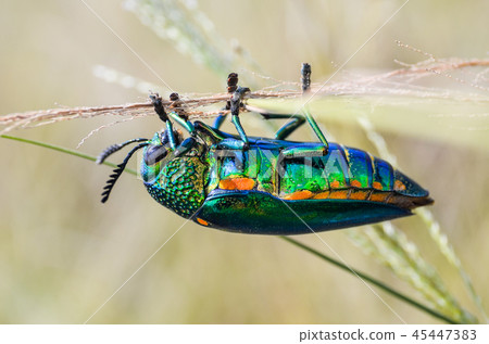 图库照片: jewel beetle in field macro shot, thailand