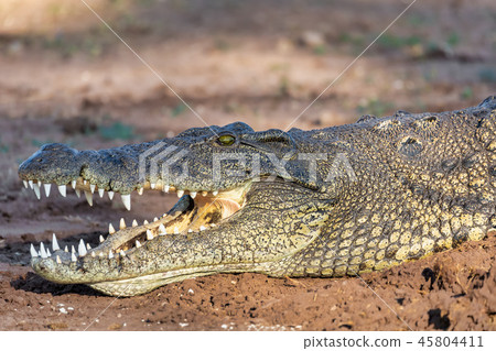 图库照片 nile crocodile in chobe river botswana