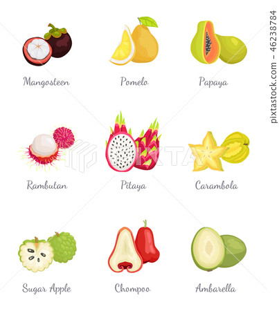 图库插图: mangosteen and papaya ambarella fruit set vector