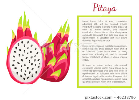 插图素材: pitaya pitahaya exotic juicy fruit vector poster