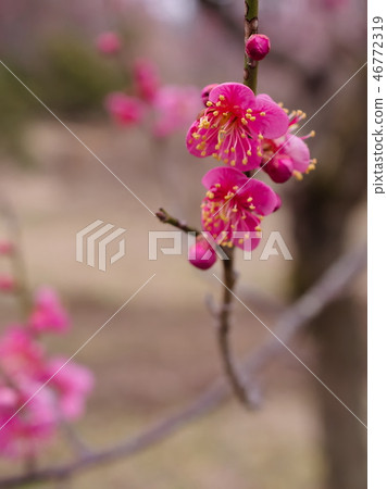 stock photo: red plum blossoms in kashiwa park (kanuma, tochigi