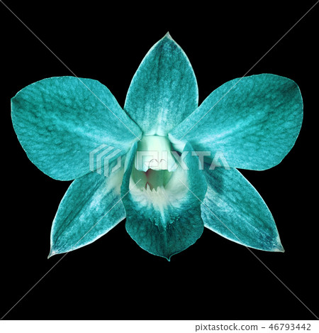 orchidflower,flowerfellfrisk stock photo: teal cyan orchid flower isolated black background