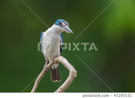 stock photo: collared kingfisher, white-collared kingfisher see