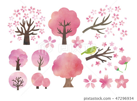 图库插图: 樱花 樱桃树 花朵
