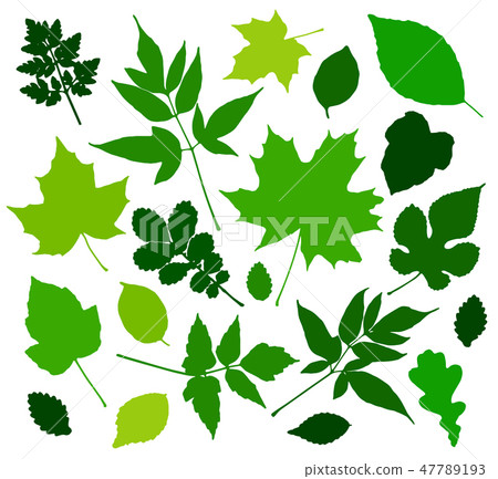 图库插图: green leaves set isolated on white background