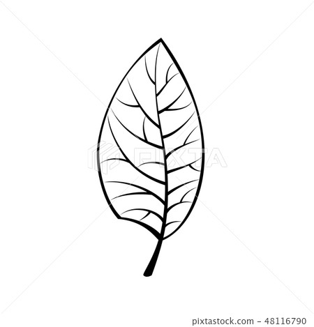 插图素材: black leaf isolated