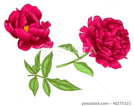 插图素材: vector red peony floral botanical flower.