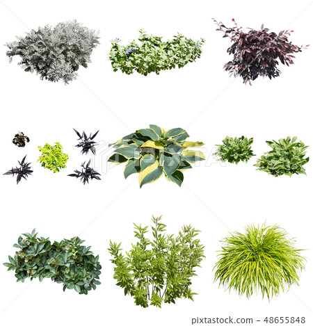 stock photo: color reef garden plant cutout see all