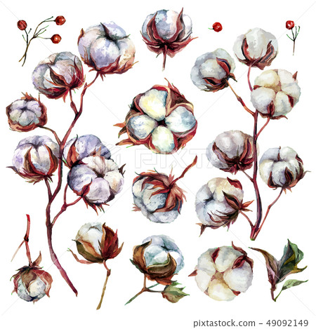 图库插图: watercolor cotton plant