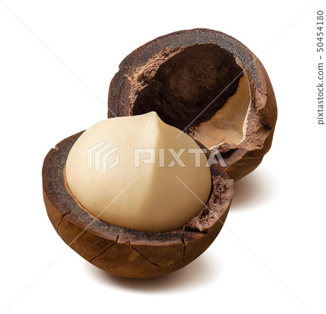 照片素材(图片): single macadamia nut isolated on white back