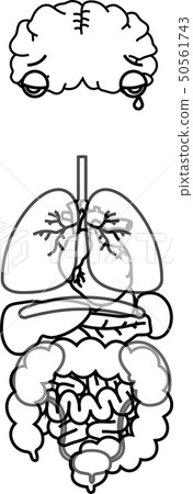 插图素材: 脑心肺肺脾脏胰腺肝脏肝脏肾脏膀胱大肠小肠全身保健图