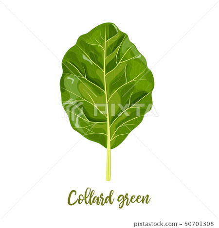 插图素材: collard greens leaves. collards, brassica oleracea