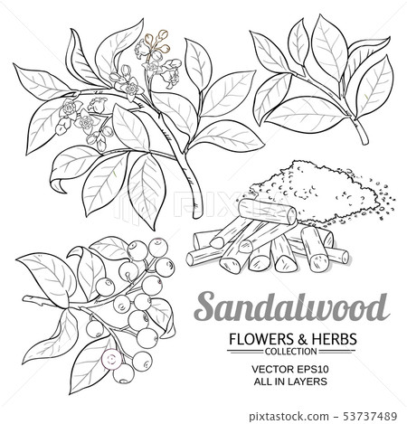 Sandalwood Vector Set Stock Illustration Pixta