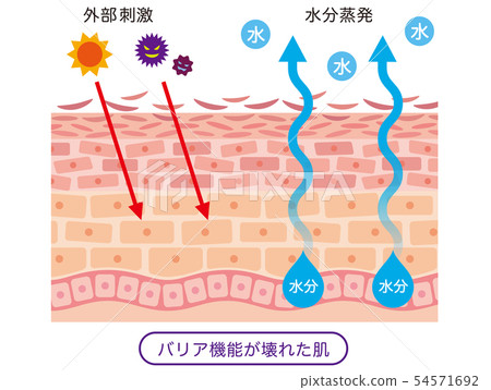 插图素材: 皮肤屏障功能皮肤结构