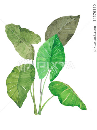 插图素材: 热带植物水彩 - 塔兰