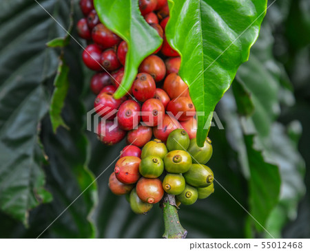 Coffee beans on a plant 照片素材圖片 55012468 PIXTA圖庫