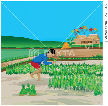 Farmer Work In Paddy Field Vector Design Stock Illustration 55260877